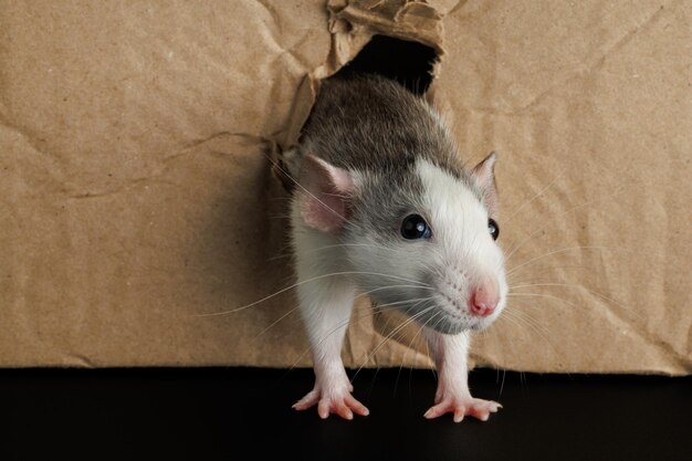 A colored rat comes out of a hole in a cardboard box The mouse gnawed through the hole Pest isolated on a black background for lettering