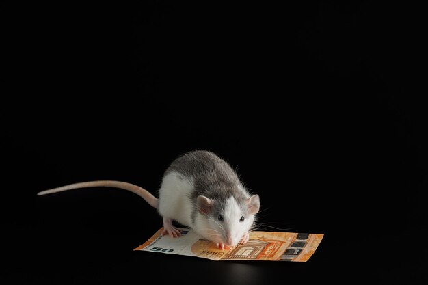 Photo the colored rat is on the wallet mouse and euro isolated on black background greedy rodent steals paper money