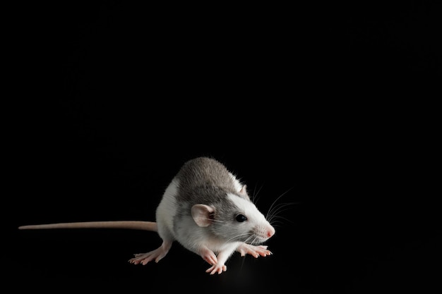 Colored rat isolated on a black background Closeup portrait of a pest Photo for cutting and writing