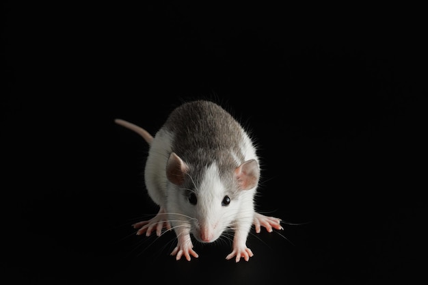 Colored rat isolated on a black background Closeup portrait of a pest Photo for cutting and writing