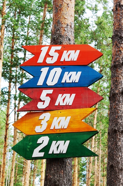 Цветные указатели маршрутов для бегунов и спортивного ориентирования в сосновом лесу.