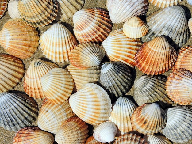 砂の上の着色された貝殻の背景