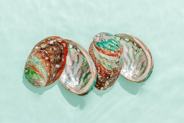 Colored shells floating on waves green blue sea water with sun flare Natural textured Seashells of natural bright and shimmering at sunlight Minimal aesthetic still life photo summer vibes