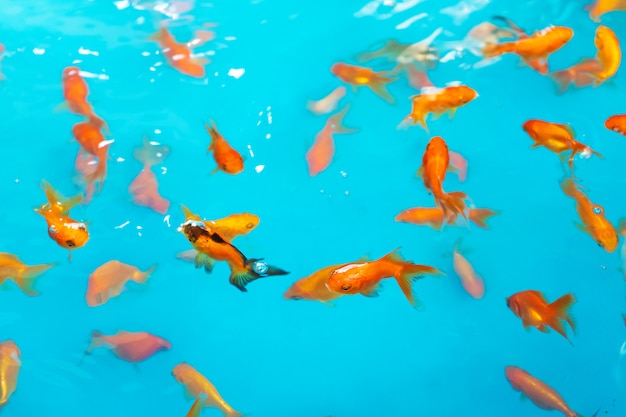 Colored tropical fish in a decorative pond. Orange decorative fish on a blue background. Flock of ornamental fish