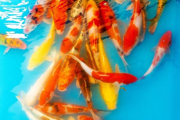 Foto pesci tropicali colorati in uno stagno decorativo. pesci decorativi arancioni su una parete blu. stormo di pesci ornamentali