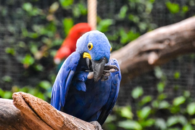 Colored Tropical Parrot