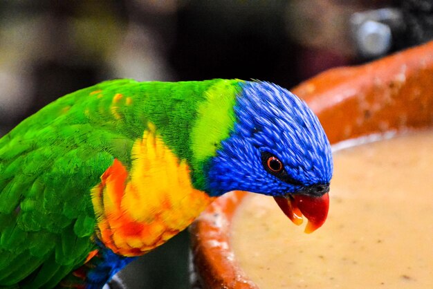 Colored Tropical Parrot