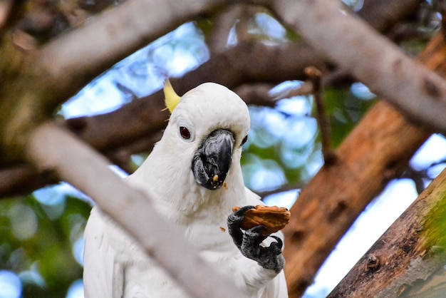 Colored Tropical Parrot