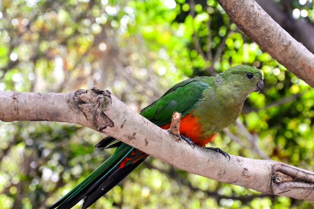 Colored Tropical Parrot