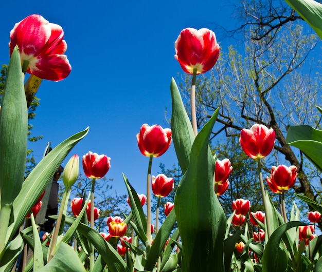 Colored tulip