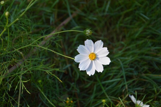 緑の背景に彩った野花