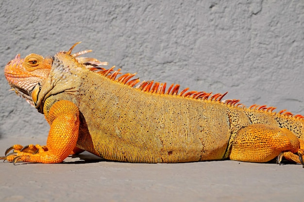 Photo colored young male iguana