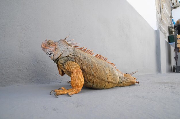 Foto iguana maschio giovane colorata