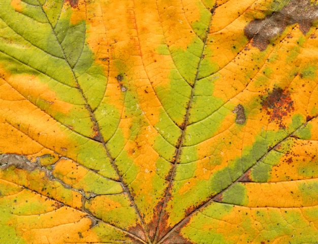 Colorful abstract autumnal leaf  texture