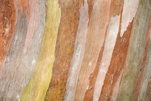 유칼립투스 나무 껍질의 화려한 추상 패턴 질감