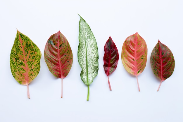 Красочные листья Aglaonema, изолированные на белом