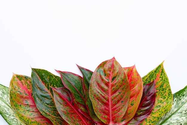 Foto foglie variopinte di aglaonema isolate su bianco