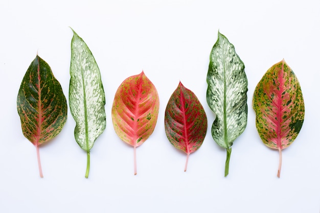 Photo colorful aglaonema leaves isolated on white