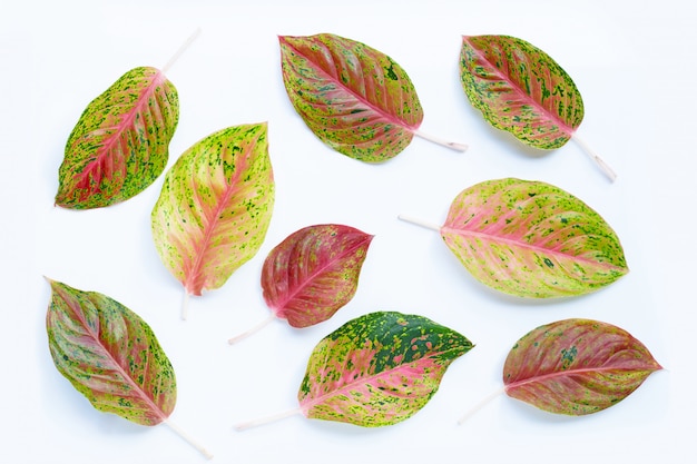 Фото Цветастые листья aglaonema на белизне.