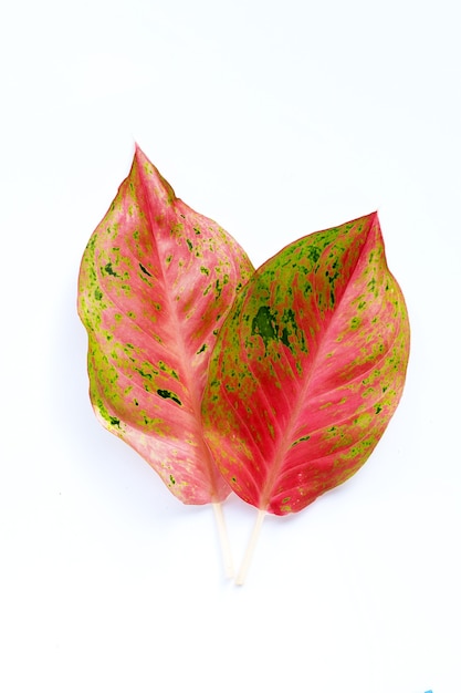 Colorful aglaonema leaves on white background