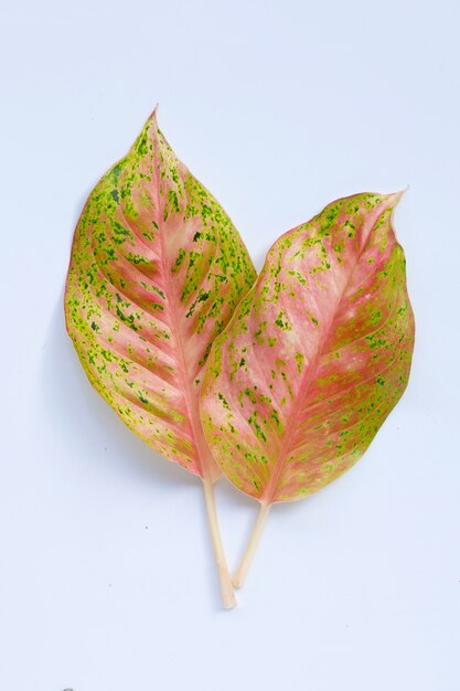 Colorful aglaonema leaves on white surface