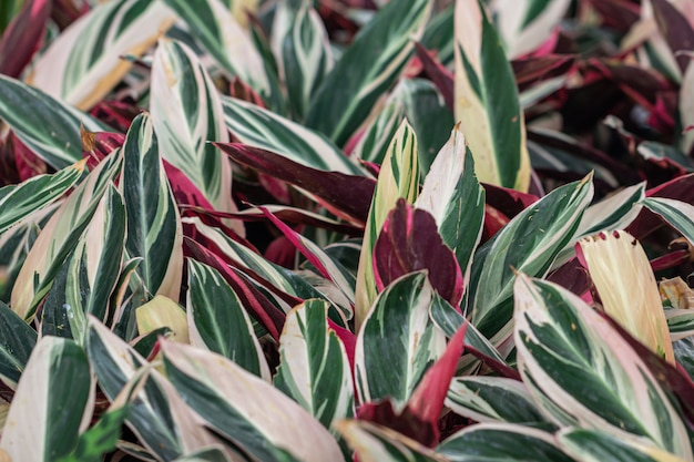 정원에서 냄비에 화려한 Aglaonema 식물 잎을 닫습니다