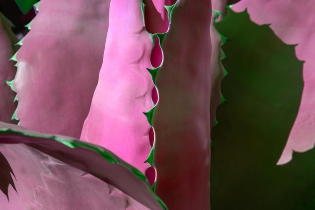 Colorful aloe leaves texture unusual floral background