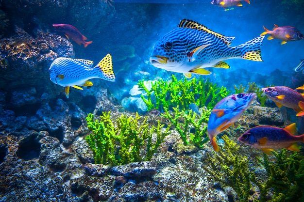 さまざまな魚とカラフルな水族館