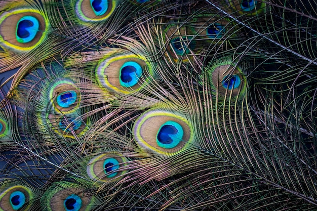 Colorful and Artistic Peacock Feathers. This is a macro photo of the arrangement of bright peacock feathers.