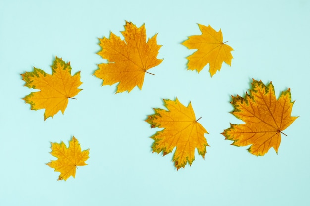 Colorful autumn background of dried maple leaves on light blue, top view background, flat lay. Autumn background