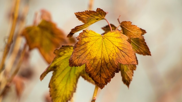 Colorful autumn currant leaves on a bush in the garden