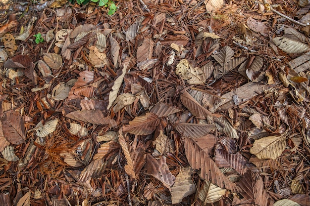 Colorful autumn fallen leaves on brown forest soil background.