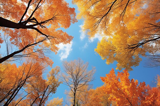 Colorful autumn foliage against a clear blue sky