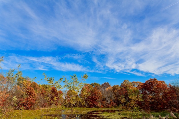 Colorful autumn forest lake river sky clouds Cirrus