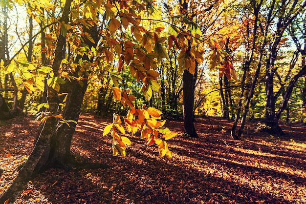 Colorful autumn forest landscape