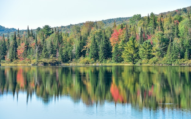 Photo colorful autumn forest in national park la mauricie, canada