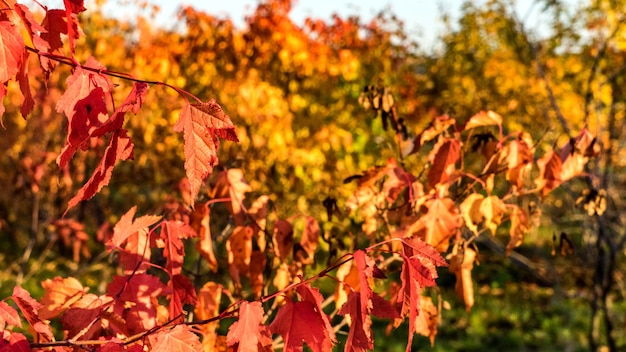 Colorful Autumn in forest of Siberia. Tomsk