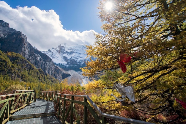 Colorful in autumn forest and snow mountain at Yading nature reserve The last Shangri la