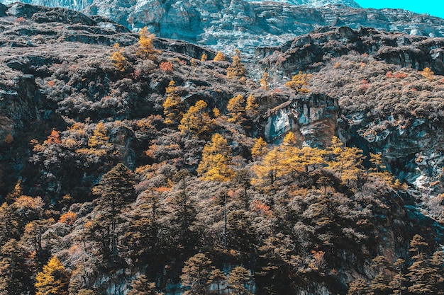 Yading 자연 보호 구역의 가을 숲과 눈 산의 화려한