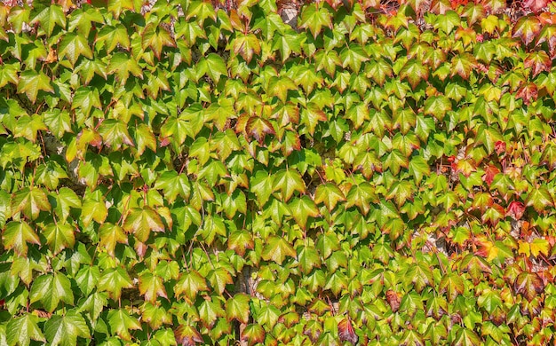 Colorful autumn ivy leaves on the wall background