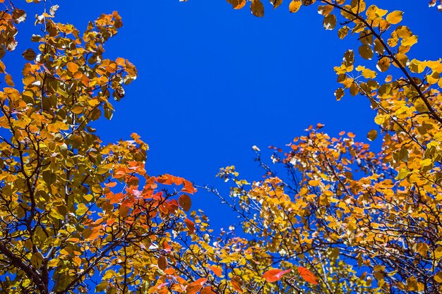 Colorful autumn landscape background with orange and yellow leaves against blue sky