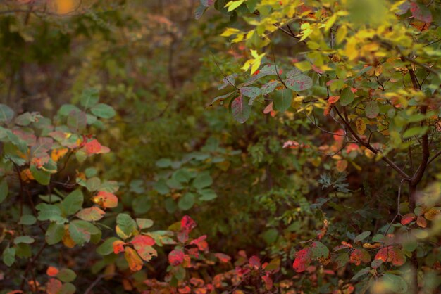 Colorful autumn landscape bright autumn leaves on the tree yellow red and green background colors selective focus bokeh blurred background