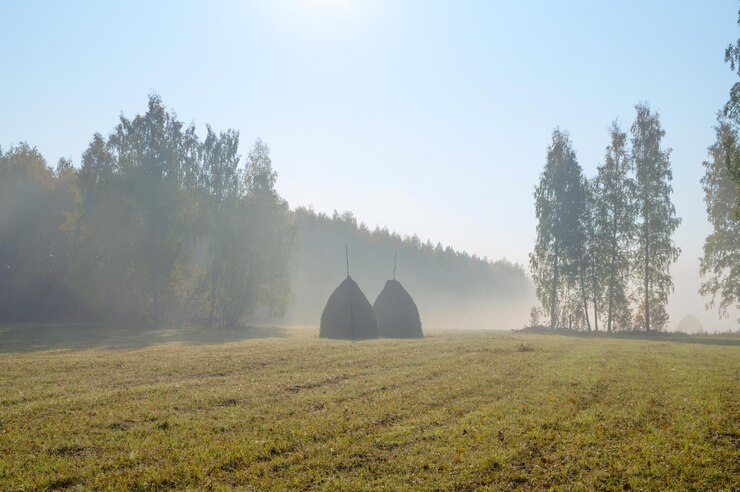 Photo colorful autumn landscape in a foggy morning