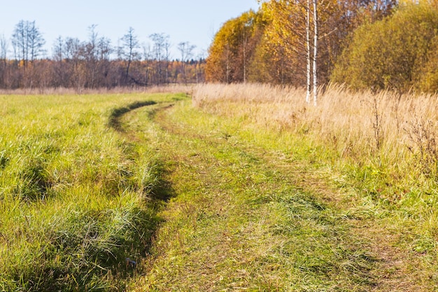 Colorful autumn landscape Forest trees and meadow in warm daylight