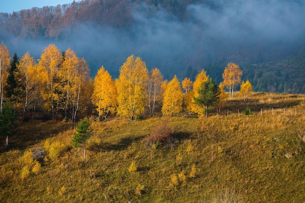 山里の色鮮やかな秋の風景。ローマのカルパティア山脈の霧の朝