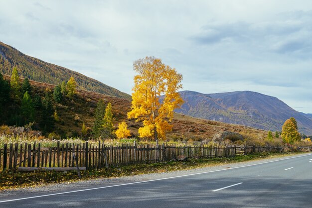 Colorful autumn landscape with birch tree with yellow leaves in sunshine near mountain highway. Bright alpine scenery with mountain road and trees in autumn colors. Highway in mountains in fall time.