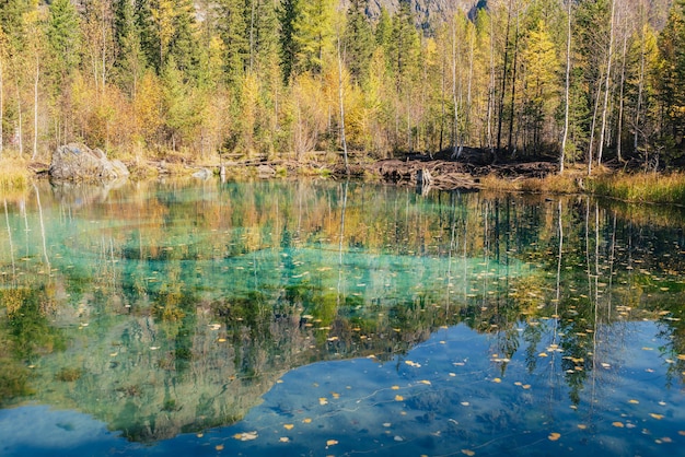 Colorful autumn landscape with clear mountain lake in forest among yellow trees in sunshine. Bright scenery with beautiful turquoise lake in golden autumn colors. Unusual transparent lake in fall time