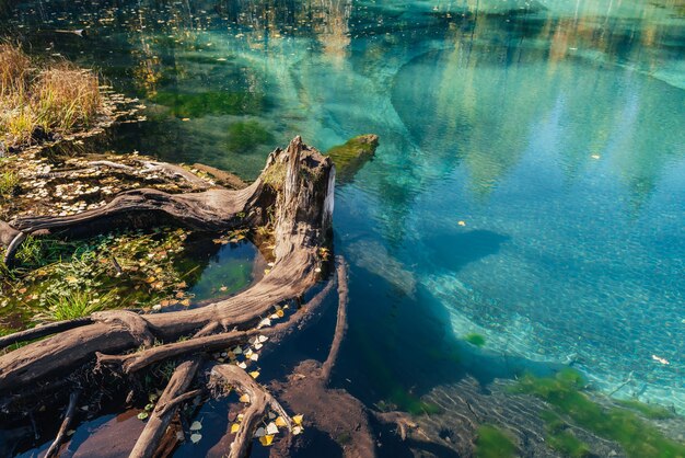 Colorful autumn landscape with tree stump in clear water of turquoise lake with reflection of yellow trees in sunshine. Mountain lake in golden autumn colors. Unusual transparent lake in fall time.