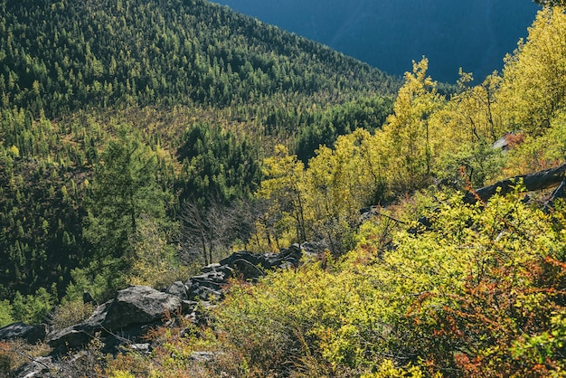 金色の日差しの中で急な山腹に黄色の木々とカラフルな秋の風景。金色の日差しの中で斜面と谷の緑と黄色の秋の森の平面図。日当たりの良い秋の風景。