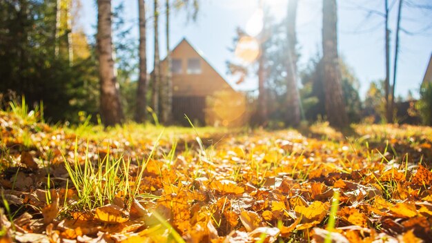 Colorful autumn landscape. Yellow autumn foliage on the ground.